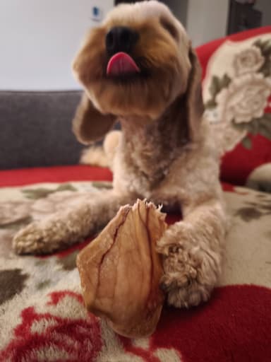 Pirkėjo augintinis su Pawderful skanėstais