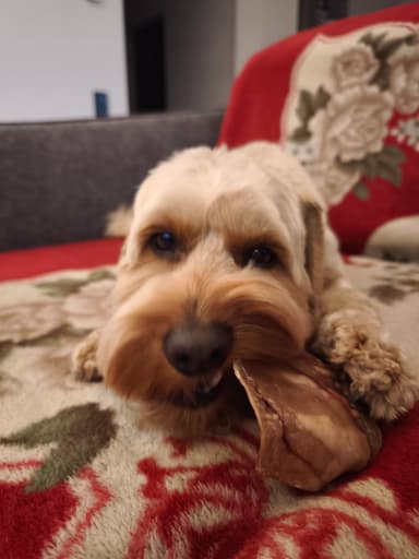 Pirkėjo augintinis su Pawderful skanėstais