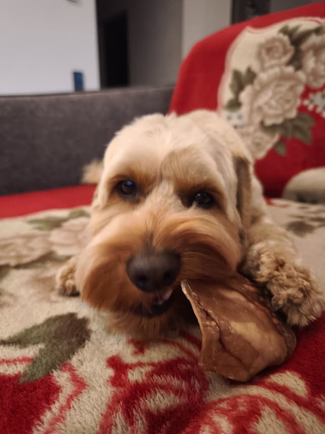 Pawderful gurmanas — augintinis su Pawderful skanėstais