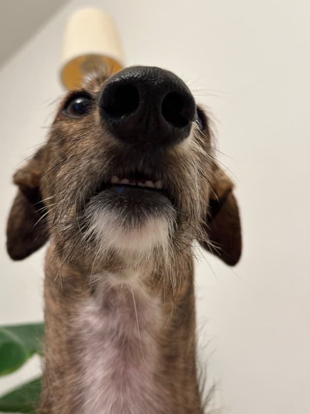 Pawderful gurmanas — augintinis su Pawderful skanėstais