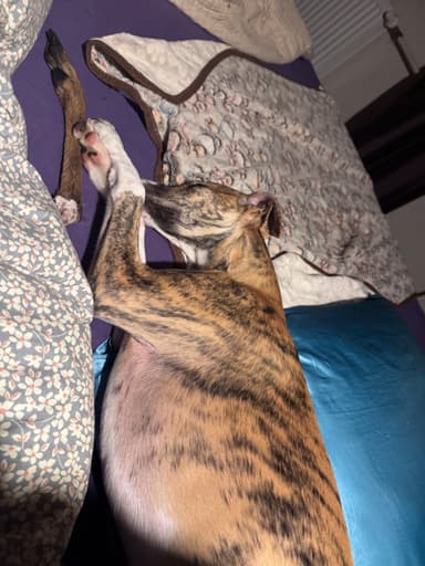 Pirkėjo augintinis su Pawderful skanėstais