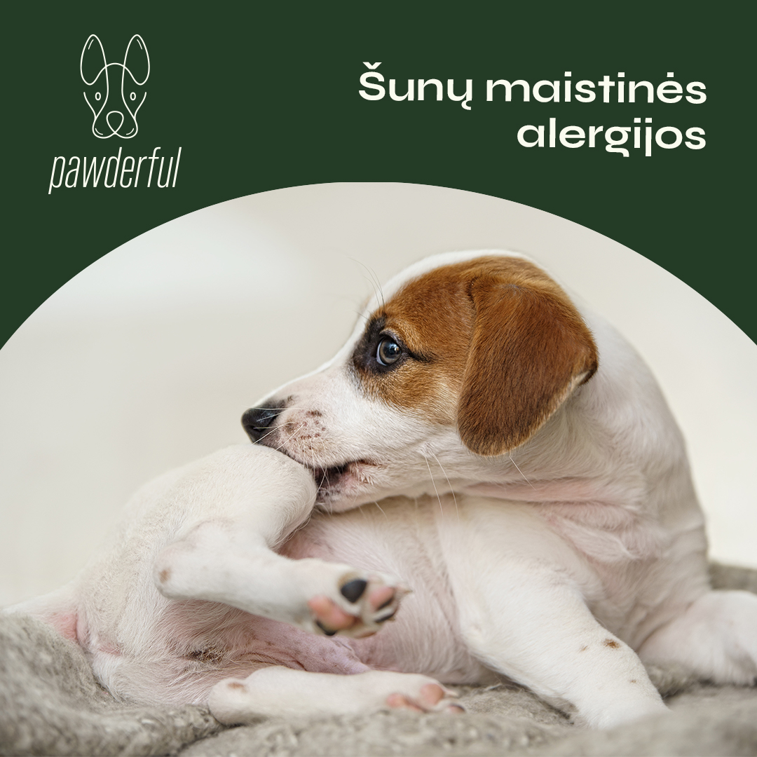 Šunų maistinės alergijos ir kaip žinoti ar duodamas maistas tinka?