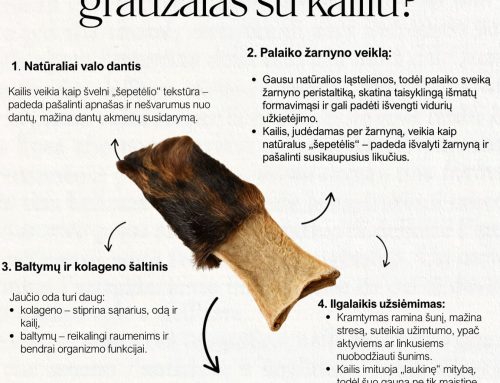 Kuo naudingas graužalas su kailiu?